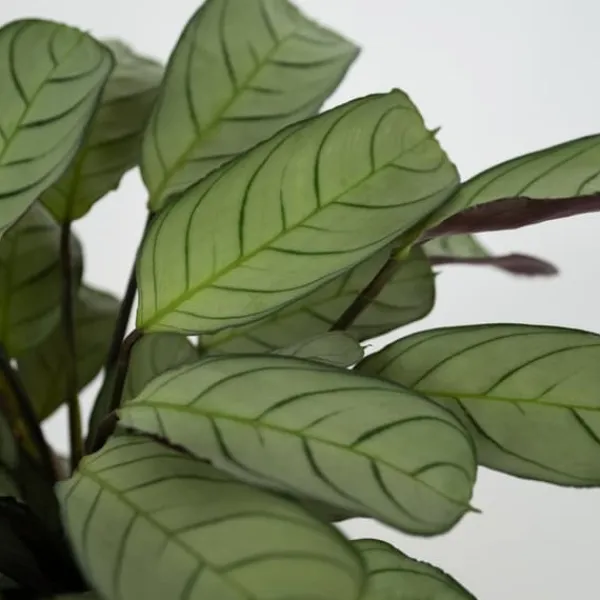 Krukkeplanter Indendørs^Bønneplante - Ctenanthe burle-marxii 'Amagris' - Højde 25-35cm - ⌀14cm