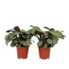 Hot Bønneplante - Sæt 2 - Ctenanthe Burle-Marxii 'Amagris' - Højde 25-35cm - ⌀14cm Krukkeplanter Indendørs
