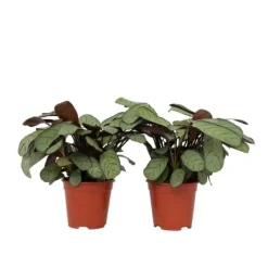 Hot Bønneplante - Sæt 2 - Ctenanthe Burle-Marxii 'Amagris' - Højde 25-35cm - ⌀14cm Krukkeplanter Indendørs