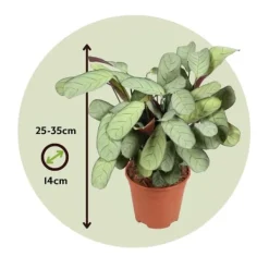 Hot Bønneplante - Sæt 2 - Ctenanthe Burle-Marxii 'Amagris' - Højde 25-35cm - ⌀14cm Krukkeplanter Indendørs