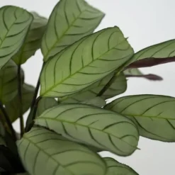 Hot Bønneplante - Sæt 2 - Ctenanthe Burle-Marxii 'Amagris' - Højde 25-35cm - ⌀14cm Krukkeplanter Indendørs