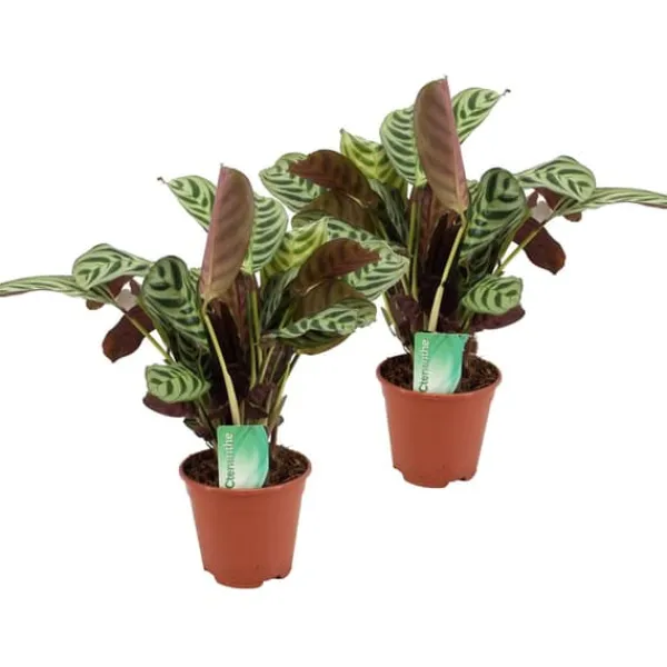 Krukkeplanter Indendørs^Bønneplante - Sæt med 2 - Ctenanthe 'burle-marxii' - Højde 30-40cm - ⌀14cm