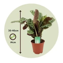 Krukkeplanter Indendørs^Bønneplante - Sæt med 2 - Ctenanthe 'burle-marxii' - Højde 30-40cm - ⌀14cm