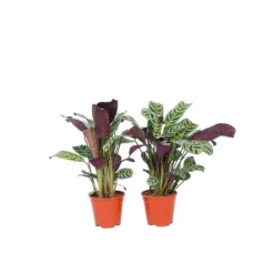 Clearance Bønneplante - Sæt med 4 - Ctenanthe 'burle-marxii' - Højde 25-40cm - ⌀12cm Krukkeplanter Indendørs