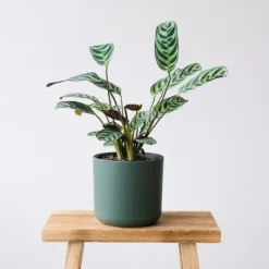 Clearance Bønneplante - Sæt med 4 - Ctenanthe 'burle-marxii' - Højde 25-40cm - ⌀12cm Krukkeplanter Indendørs