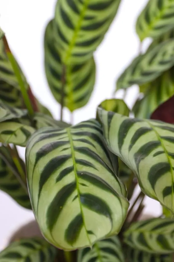 Clearance Bønneplante - Sæt med 4 - Ctenanthe 'burle-marxii' - Højde 25-40cm - ⌀12cm Krukkeplanter Indendørs