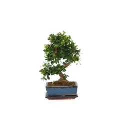 Discount Bonsai træ - Carmona microphylla - Højde 25-30cm - ⌀20cm Krukkeplanter Indendørs