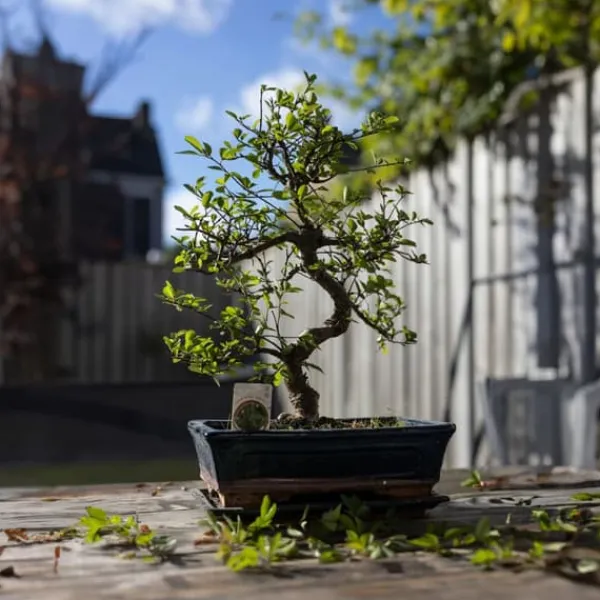 Discount Bonsai træ - Carmona microphylla - Højde 25-30cm - ⌀20cm Krukkeplanter Indendørs