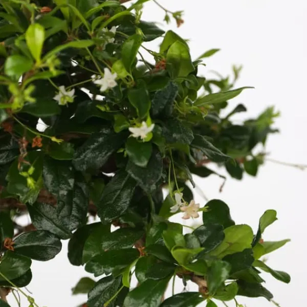 Discount Bonsai træ - Carmona microphylla - Højde 25-30cm - ⌀20cm Krukkeplanter Indendørs