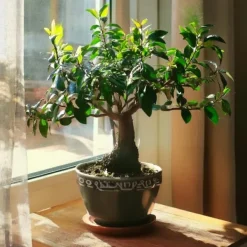 Krukkeplanter Indendørs^Bonsai træ - Carmona microphylla - Højde 25-30cm - ⌀15cm