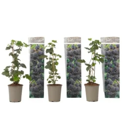 Buskads^Brombær - 3 stk - Rubus Thornless - Højde 25-40cm - ⌀9cm