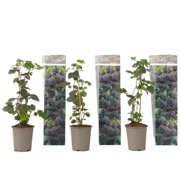 Buskads^Brombær - 3 stk - Rubus Thornless - Højde 25-40cm - ⌀9cm
