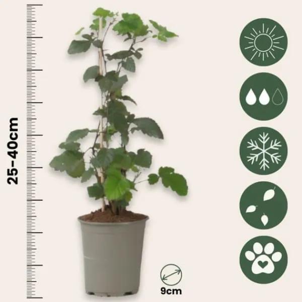 Buskads^Brombær - 3 stk - Rubus Thornless - Højde 25-40cm - ⌀9cm
