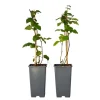 Sale Brombær - Sæt med 2 - Rubus fruticosus 'Thornfree' - Højde 50-60cm - ⌀15cm Buskads