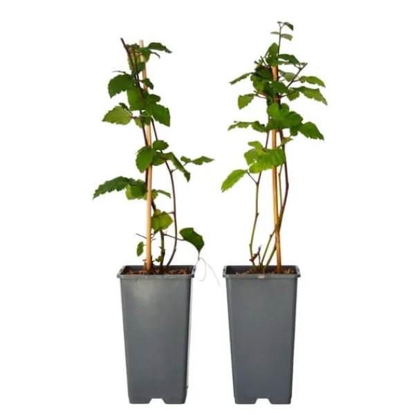 Sale Brombær - Sæt med 2 - Rubus fruticosus 'Thornfree' - Højde 50-60cm - ⌀15cm Buskads