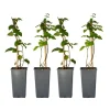 Sale Brombær - Sæt med 2 - Rubus fruticosus 'Thornfree' - Højde 50-60cm - ⌀15cm Buskads