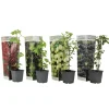 Online Bærplanter - Sæt med 4 - Rubus, rubrum, Uva, Fructosus - Højde 25-40cm - ⌀9cm Buskads