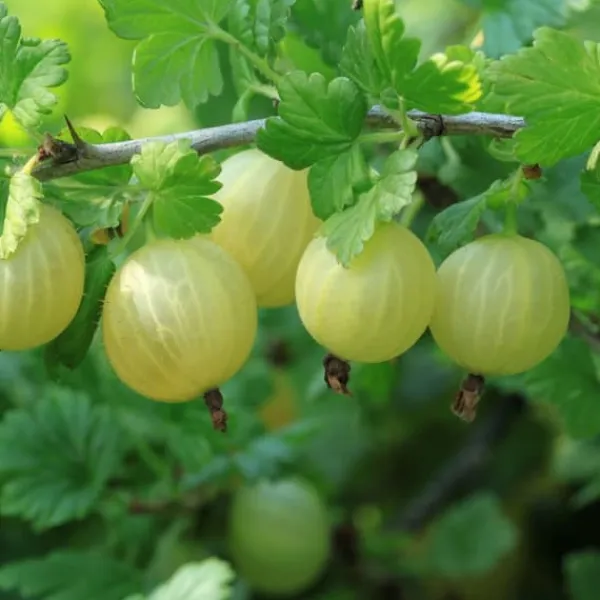 Online Bærplanter - Sæt med 4 - Rubus, rubrum, Uva, Fructosus - Højde 25-40cm - ⌀9cm Buskads