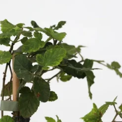 Online Bærplanter - Sæt med 4 - Rubus, rubrum, Uva, Fructosus - Højde 25-40cm - ⌀9cm Buskads