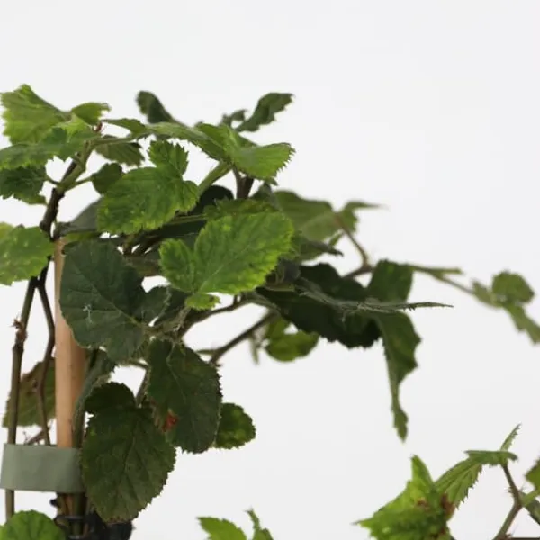 Online Bærplanter - Sæt med 4 - Rubus, rubrum, Uva, Fructosus - Højde 25-40cm - ⌀9cm Buskads