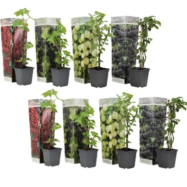 Buskads^Bærplanter - Sæt med 8 - Rubus, rubrum, Uva, Fructosus - Højde 25-40cm - ⌀9cm