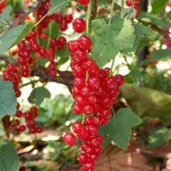 Buskads^Bærplanter - Sæt med 8 - Rubus, rubrum, Uva, Fructosus - Højde 25-40cm - ⌀9cm