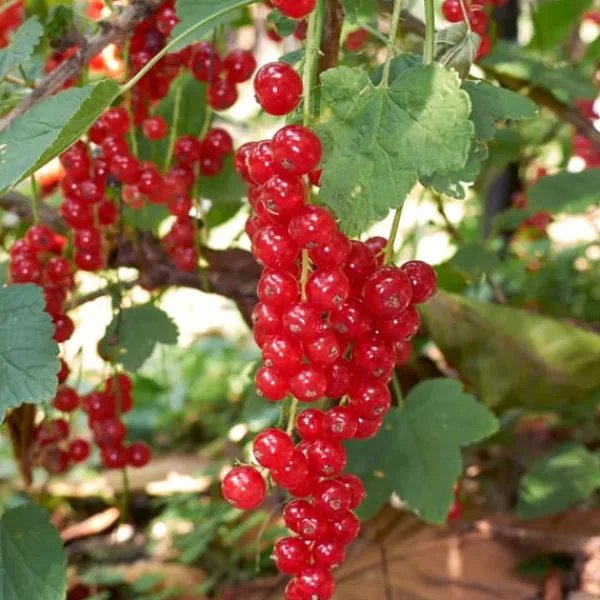 Buskads^Bærplanter - Sæt med 8 - Rubus, rubrum, Uva, Fructosus - Højde 25-40cm - ⌀9cm
