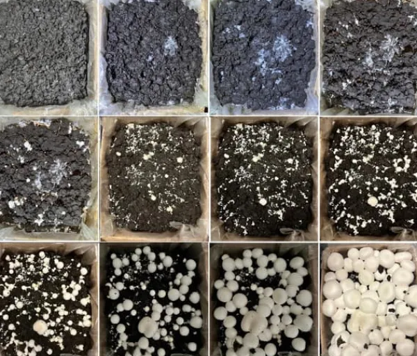 Best Brun svampemycelium 20 kg dyrkningssæt ballesubstrat + tørv 9 kg Kit Til Plante- & Urtedyrkning