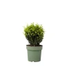 Buskads^Buksbom - Ilex crenata 'Jenny' - Højde 30-40cm - ⌀17cm