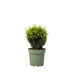Buskads^Buksbom - Ilex crenata 'Jenny' - Højde 30-40cm - ⌀17cm