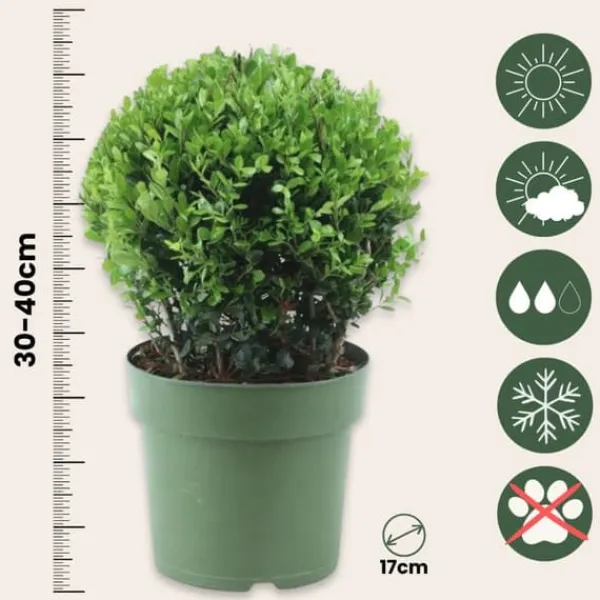 Buskads^Buksbom - Ilex crenata 'Jenny' - Højde 30-40cm - ⌀17cm