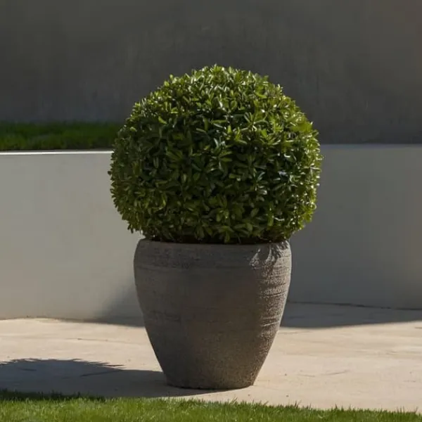 Buskads^Buksbom - Ilex crenata 'Jenny' - Højde 30-40cm - ⌀17cm