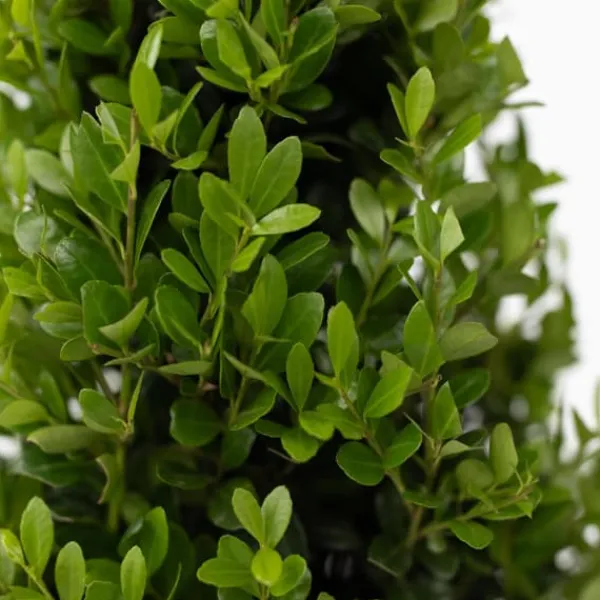 Buskads^Buksbom - Ilex crenata 'Jenny' - Højde 30-40cm - ⌀17cm