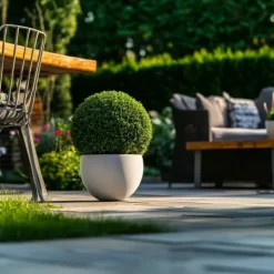 Haveplanter^Buksbom - Ilex crenata 'Jenny' - Højde 30-40cm - ⌀17cm
