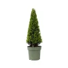 Sale Buksbom - Ilex crenata 'Jenny' - Højde 55-65cm - ⌀21cm Haveplanter