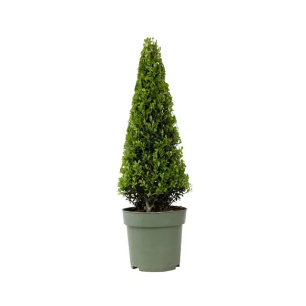 Sale Buksbom - Ilex crenata 'Jenny' - Højde 55-65cm - ⌀21cm Haveplanter