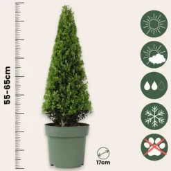 Sale Buksbom - Ilex crenata 'Jenny' - Højde 55-65cm - ⌀21cm Haveplanter