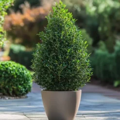 Sale Buksbom - Ilex crenata 'Jenny' - Højde 55-65cm - ⌀21cm Haveplanter