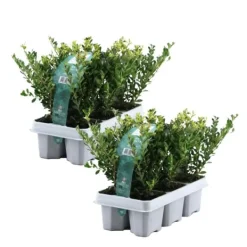 Haveplanter^Buksbom - Sæt med 12 - Ilex crenata 'Jenny' - Højde 10-20cm - ⌀9cm