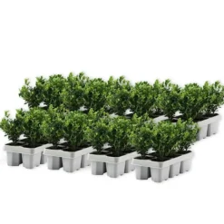 Hot Buksbom - Sæt med 48 - Ilex crenata 'Jenny' - Højde 10-20cm - ⌀9cm Haveplanter