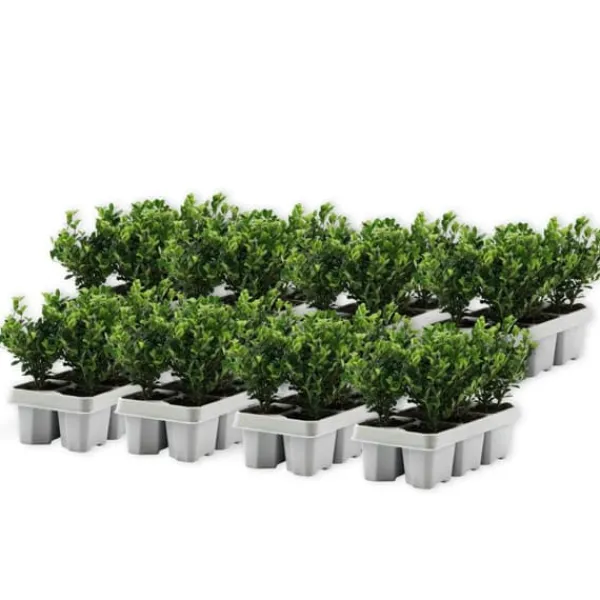 Hot Buksbom - Sæt med 48 - Ilex crenata 'Jenny' - Højde 10-20cm - ⌀9cm Haveplanter