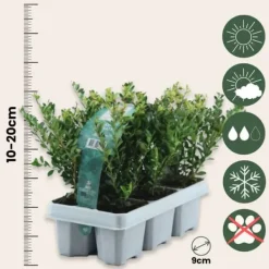 Hot Buksbom - Sæt med 48 - Ilex crenata 'Jenny' - Højde 10-20cm - ⌀9cm Haveplanter