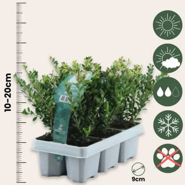 Hot Buksbom - Sæt med 48 - Ilex crenata 'Jenny' - Højde 10-20cm - ⌀9cm Haveplanter