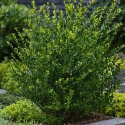 Hot Buksbom - Sæt med 48 - Ilex crenata 'Jenny' - Højde 10-20cm - ⌀9cm Haveplanter