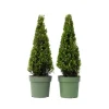 Clearance Buksbom - Sæt med 2 - Ilex crenata 'Jenny' - Højde 55-65cm - ⌀21cm Haveplanter