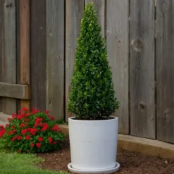 Clearance Buksbom - Sæt med 2 - Ilex crenata 'Jenny' - Højde 55-65cm - ⌀21cm Haveplanter