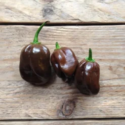 Chilipeppar seeds, Chocolate Habanero, Piccolo Frø
