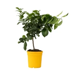 Discount Citrontræ - Citrus limon - Højde 60-70cm - ⌀19cm Træ