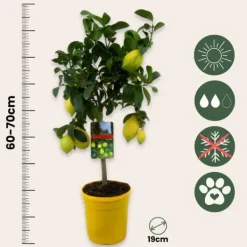 Discount Citrontræ - Citrus limon - Højde 60-70cm - ⌀19cm Træ