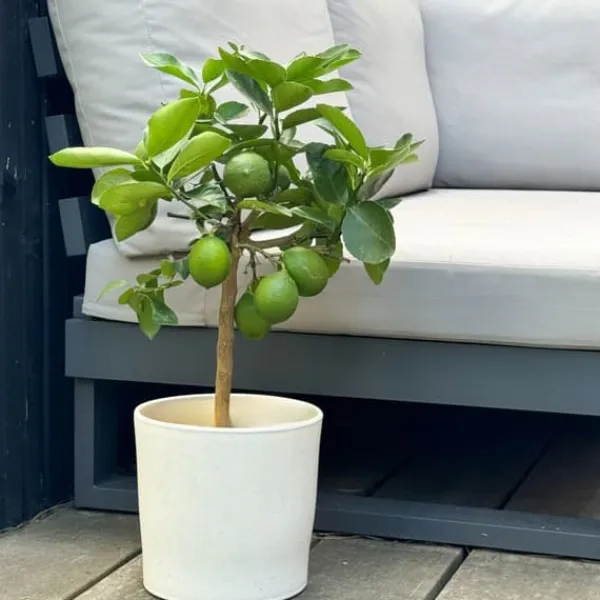 Discount Citrontræ - Citrus limon - Højde 60-70cm - ⌀19cm Træ